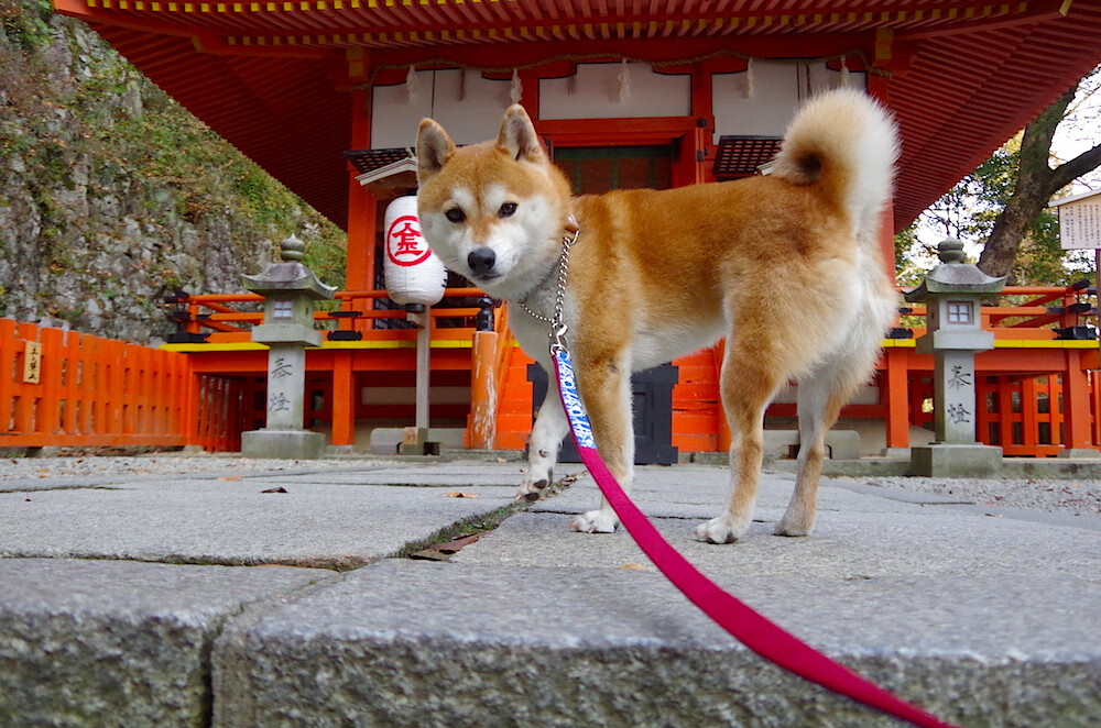 足球青训体系纳入地方体育发展重点项目清单，足球青训需要具备哪些条件